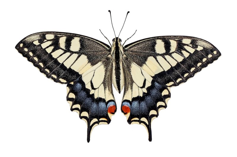 Old World Swallowtail ~ on white background ~ Galicia, Spain