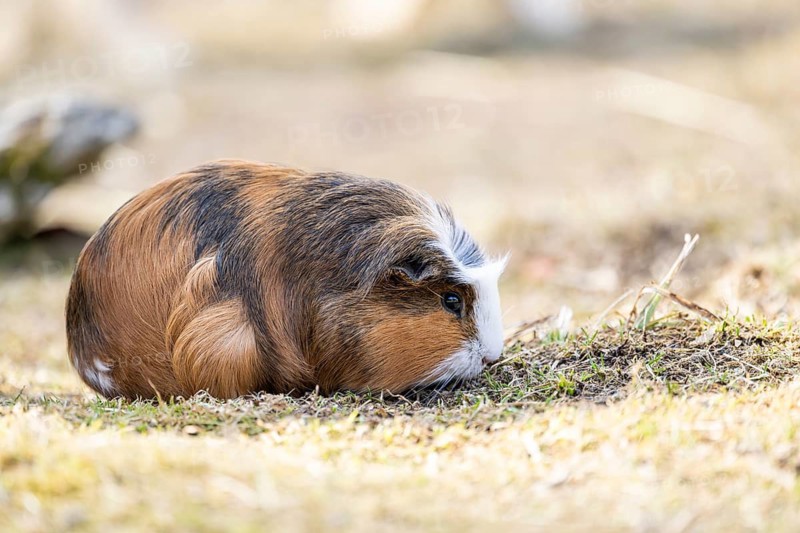Domestic guinea pig (Cavia porcellus) on a meadow, Bavaria, Germany