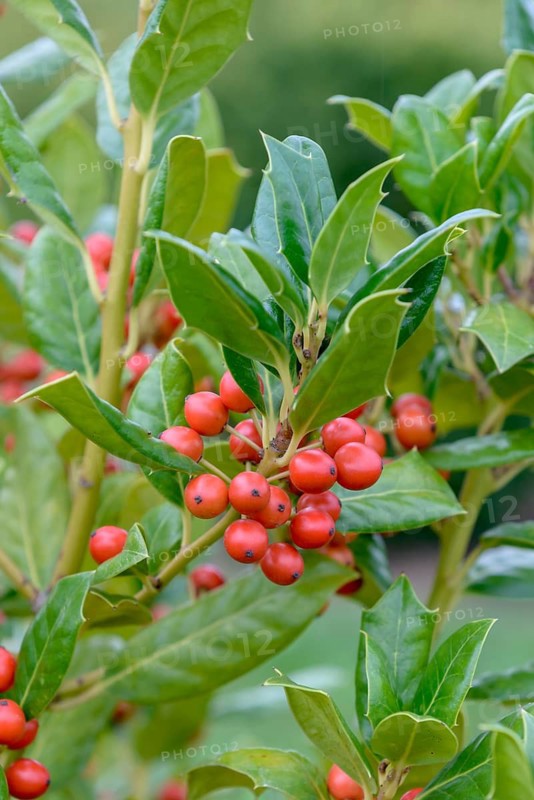 Holly (Ilex 'Nellie R. Stevens'), Bundessortenamt testing centre Marq, Germany