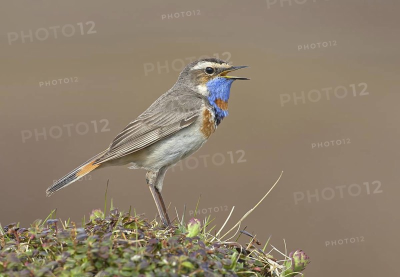 Bluethroat (Luscinia svecica svecica) male singing, Alaska, USA