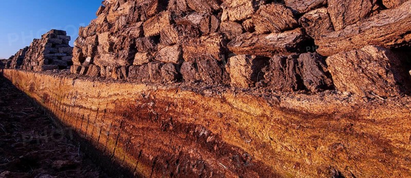 Peat in winter moor, Goldenstedt, Lower Saxony, Germany