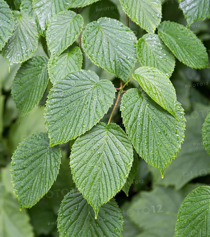 Handkerchief tree (Davidia involucrata), Denmark
