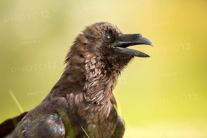 Northern Raven (Corvus corax), Danube Delta, Romania