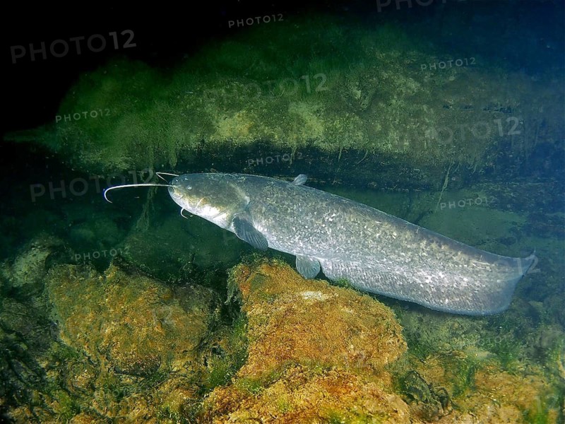 Wels catfish (Silurus glanis)