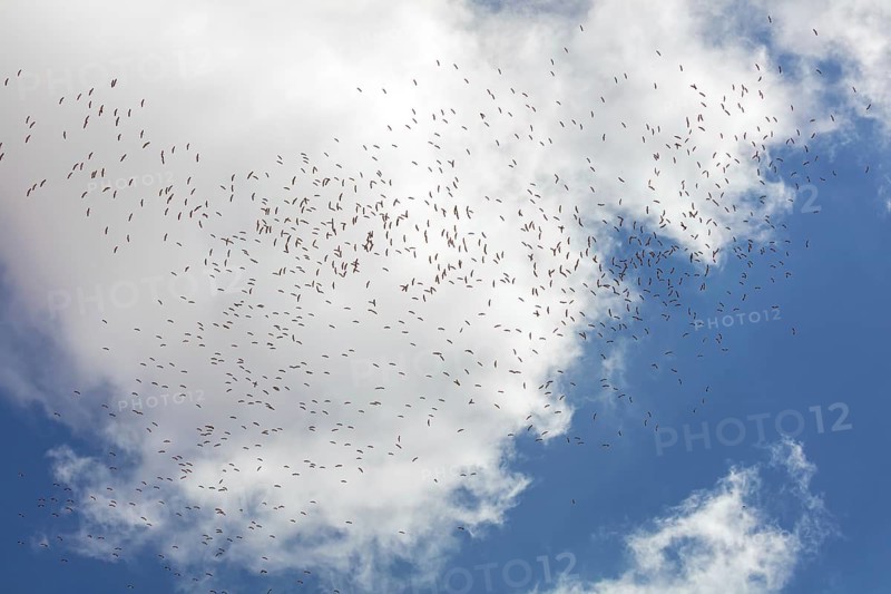 White stork, white storks, (Ciconia ciconia), animals, birds, gathering, many, group, bird migration, blue sky, storks, Israel