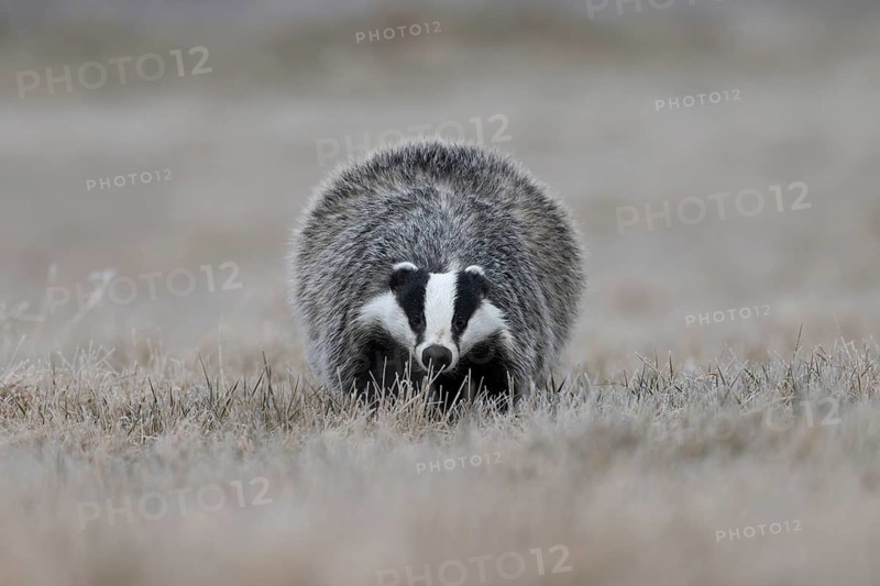 European badger (Meles meles), Bitburg, Rhineland-Palatinate, Germany