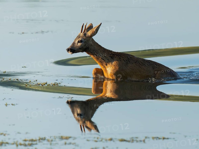 Roe deer (Capreolus capreolus), young roe buck running through the shallow water zone of a lake, warm morning light, wildlife, Lower Saxony, Germany