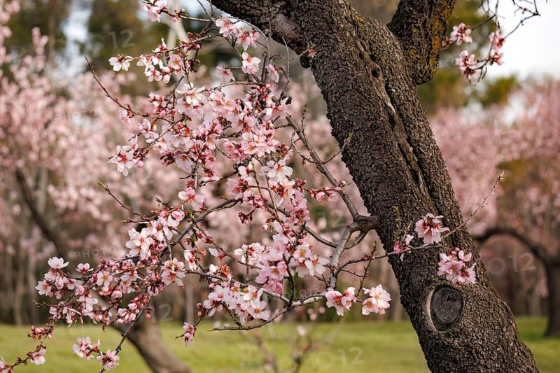 Delicate pink almond blossoms grace a sturdy tree trunk, set against a backdrop of a spring garden in the Quinta de los Molinos park. The soft petals create a beautiful contrast with the rough bark