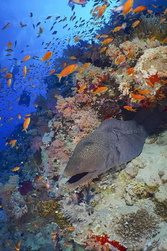 Giant moray eel (Gymnothorax javanicus)
