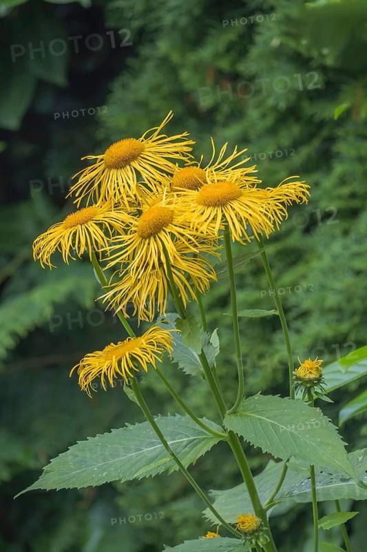 Great Telekie (Telekia speciosa), also known as false alant, North Rhine-Westphalia, Germany
