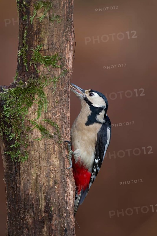 Great spotted woodpecker (Dendrocopos major) adult bird feeding on a tree trunk in a woodland, England, United Kingdom