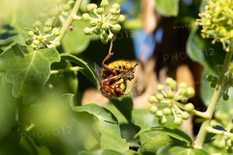 European hornet (Vespa crabro) adult insect feeding on an Ivy bee (Colletes hederae) in a Ivy tree in summer, England, United Kingdom