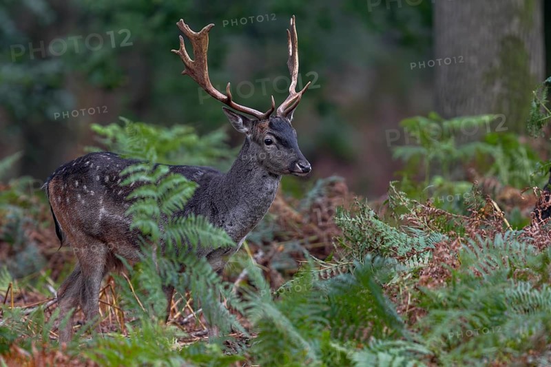 It is early October and the rut has audibly begun, while many older stags are standing on the rutting ground, this young fallow deer (Dama dama) is looking for acorns between bracken, acorn mast, autumn, rut, fallow deer rut, October, Germany
