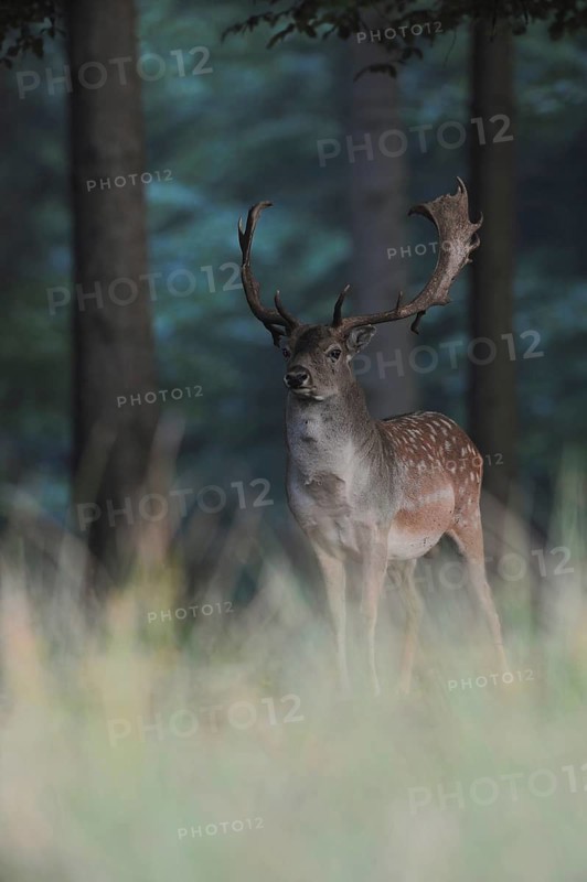 Fallow Deer (Dama dama) male standing in shadow of pine forest, North Rhine-Westphalia, Germany