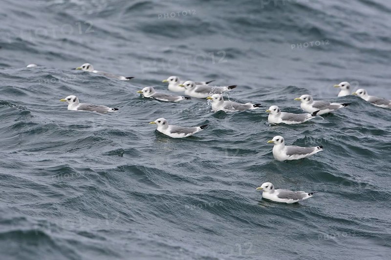 Black-legged Kittiwake (Rissa tridactyla tridactyla) resting group, North Sea, Germany