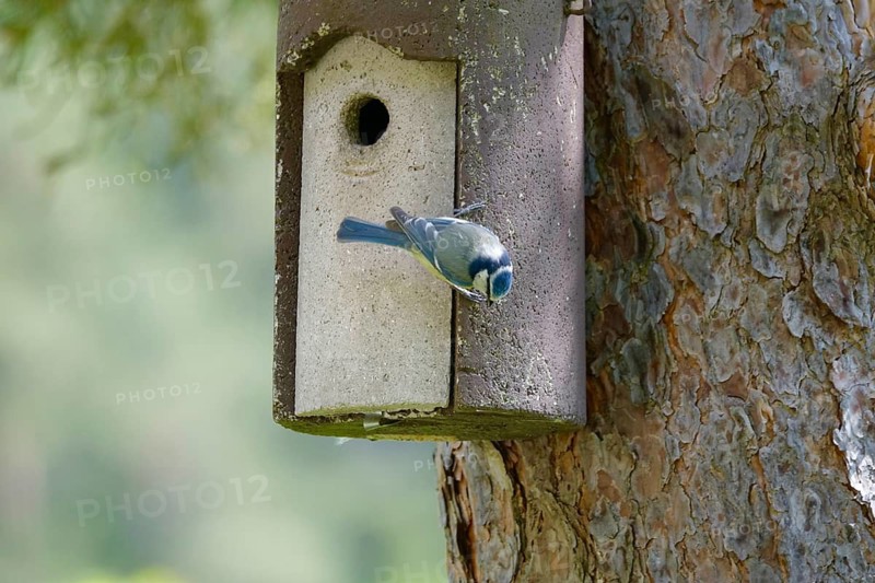 Blue tit, May, Germany