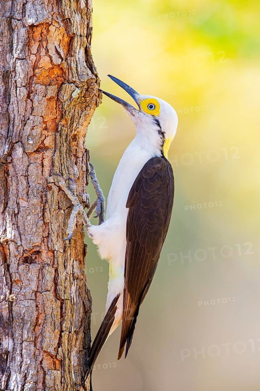 White woodpecker (Melanerpes candidus) Pantanal Brazil