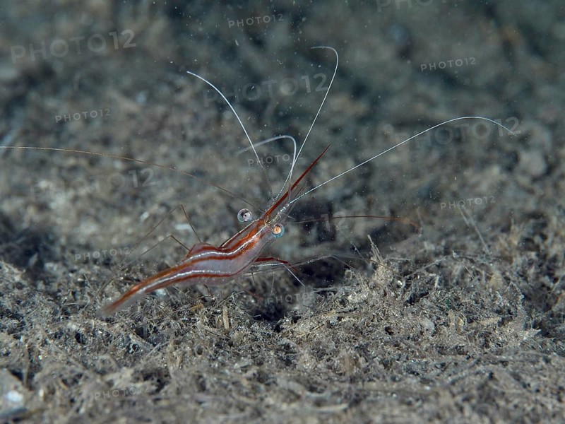 Brown shrimp, unicorn shrimp (Plesionika narval), with long antennae on the seabed, dive site peninsula Giens, Mediterranean Sea, Porquerolles, Provence, Côte d'Azur, France