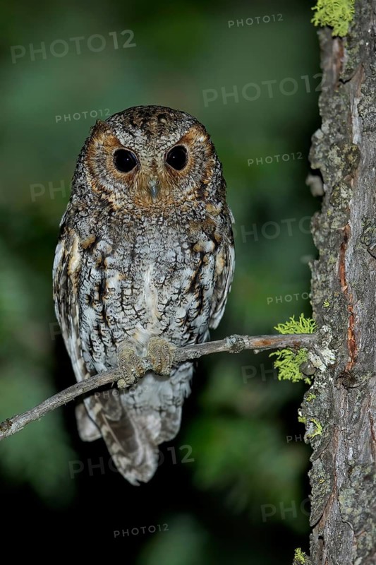 Flammulated Owl (Psiloscops flammeolus) perched on a branch in the interior of British Columbia, Canada