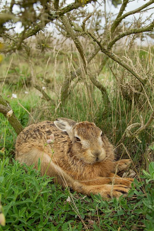 European brown hare (Lepus europaeus) adult animal resting under a gorse bush in summer, England, United Kingdom