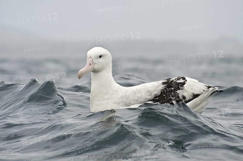 Wandering Albatross (Diomedea exulans), New Zealand