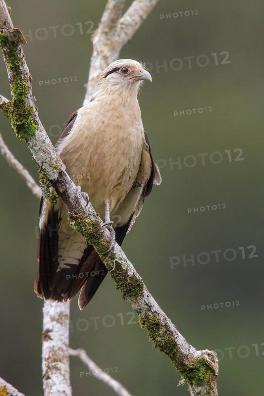 Yellow-headed Caracara (Milvago chimachima) perched on a branch in the Atlantic rainforest of southeast Brazil