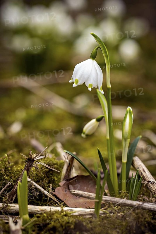 A single snowdrop grows out of moss and earth, surrounded by delicate, wilted leaves, spring snowdrops