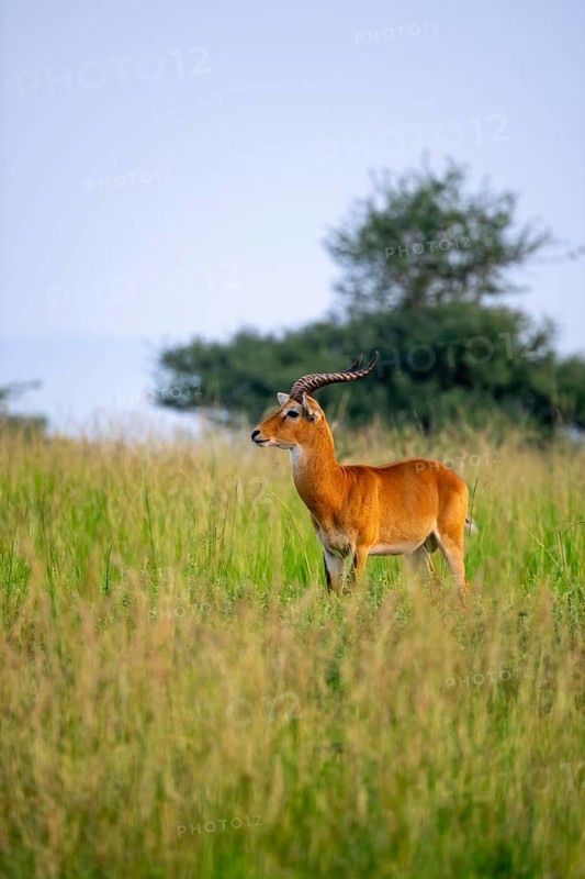 Uganda red antelope (Kobus thomasi) also known as Uganda kob, male, Murchison Falls National Park, Uganda