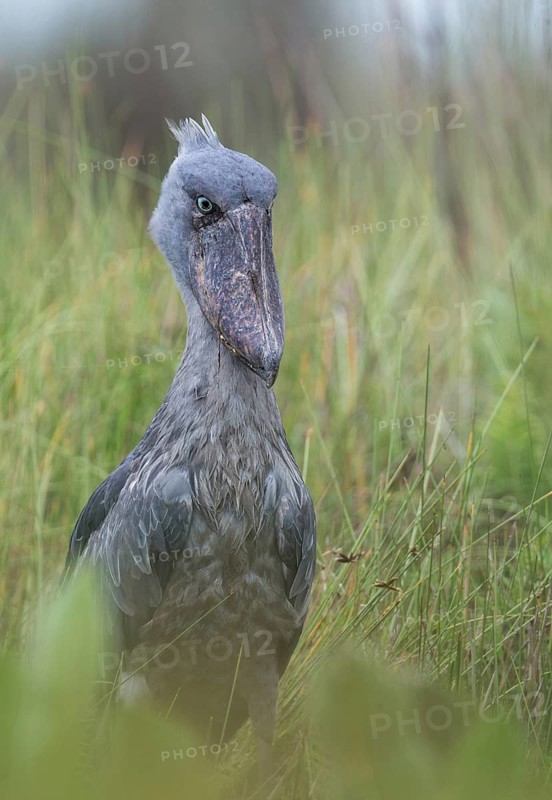 Shoebill (Balaeniceps rex), Uganda