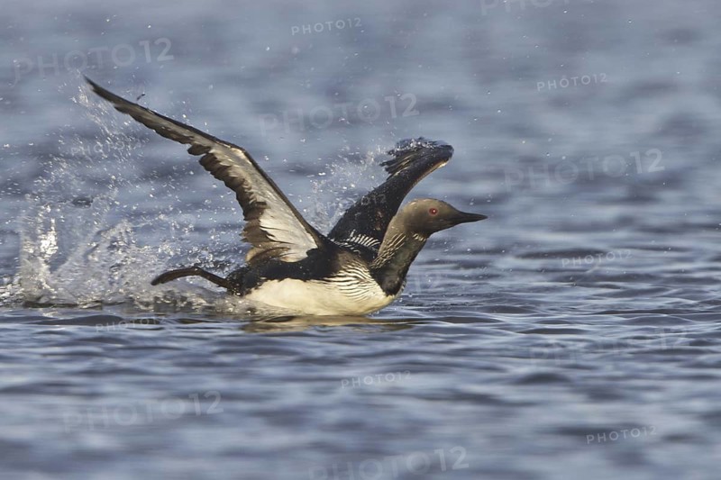 Pacific Loon (Gavia pacifica) mating, Manitoba, Canada