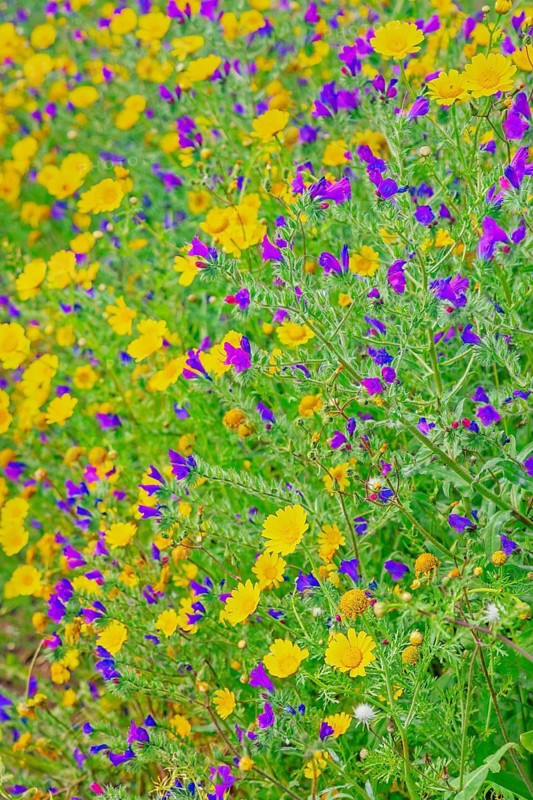 Wild flowers blooming, Syracuse, Sicily, Italy