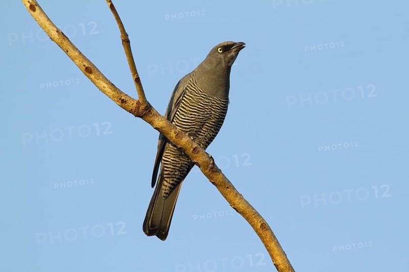Barred Cuckooshrike (Coracina lineata), Queensland, Australia