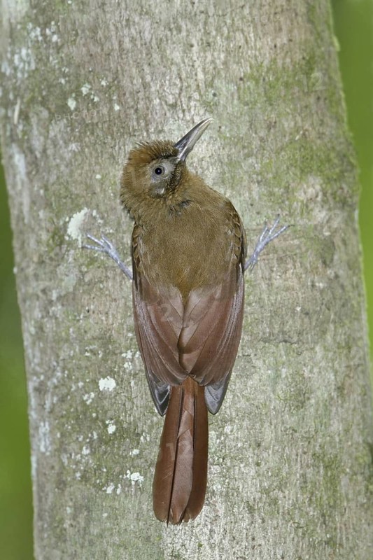 Plain-brown Woodcreeper (Dendrocincla fuliginosa meruloides), Trinidad and Tobago