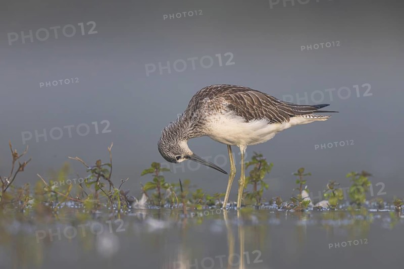 Common Greenshank (Tringa nebularia) foraging, North Rhine-Westphalia, Germany