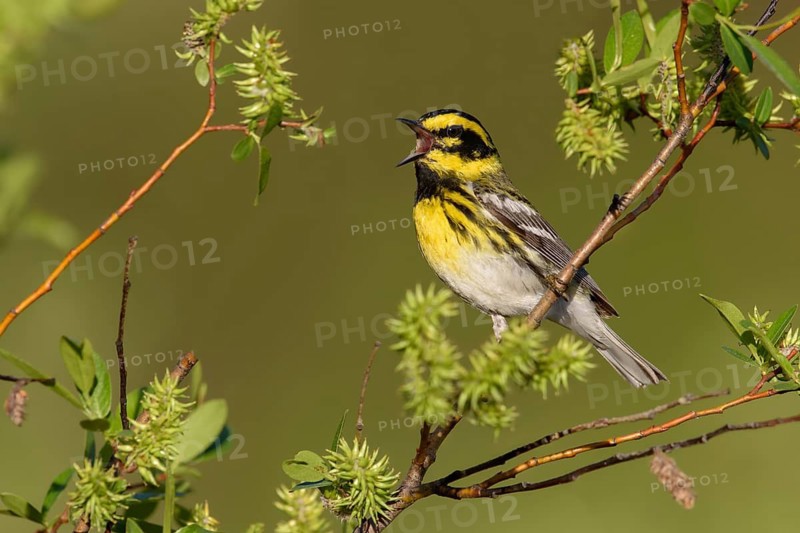 Townsend's Warbler (Setophaga townsendi) singing from twig, British Columbia, Canada