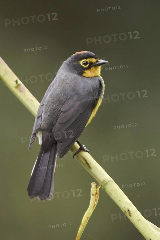 Spectacled Whitestart (Myioborus melanocephalus), Ecuador