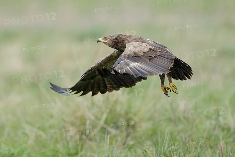 Schreiadler, lat. Aquila pomarina, fliegt aus einer Feuchtwiese auf, Seitenansicht
