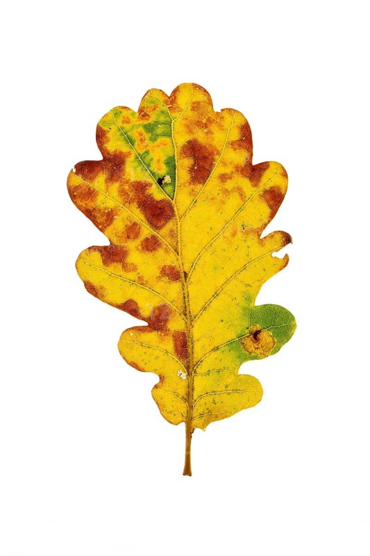 Autumnal leaf of an oak tree (Quercus), autumn, tree, cut-out, Vechta, Lower Saxony, Germany
