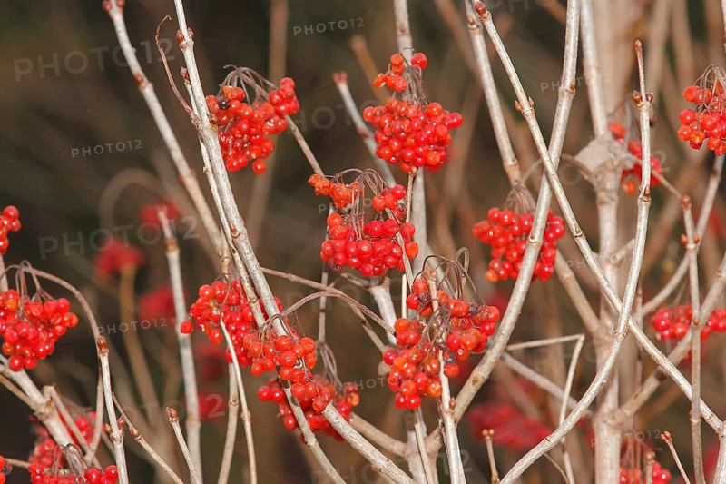 Fruits Guelder rose (Viburnum opulus), in winter, North Rhine-Westphalia, Germany