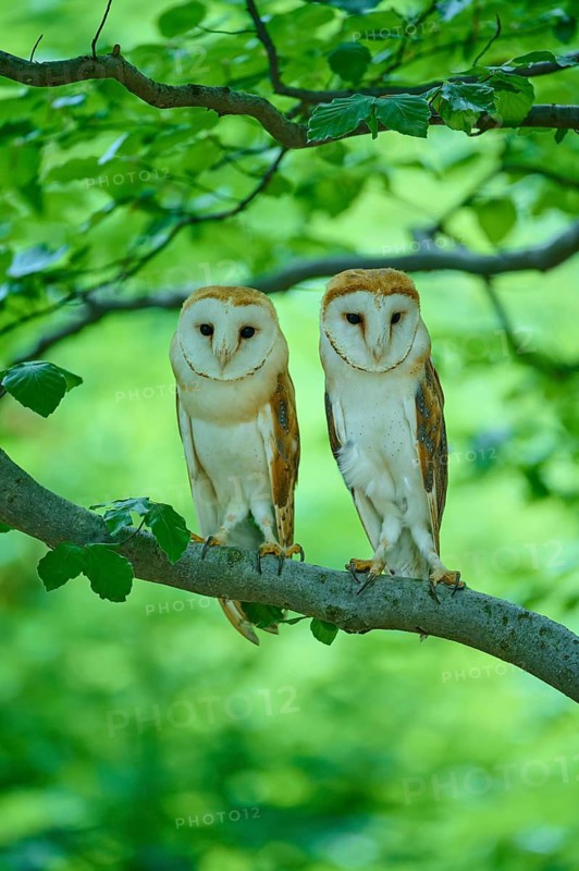 Common barn owl (Tyto alba), two birds sitting in a tree, Bohemian Forest, Czech Republic
