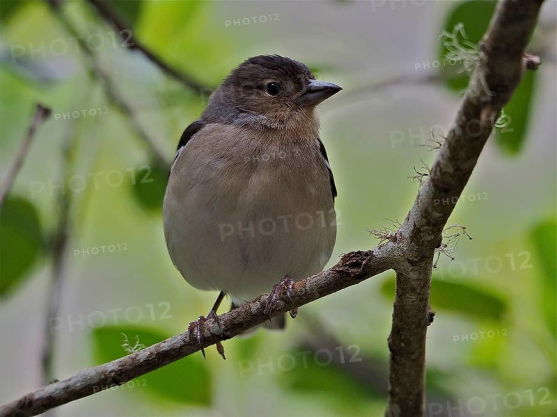 La Palma chaffinch (Fringilla coelebs palmae)