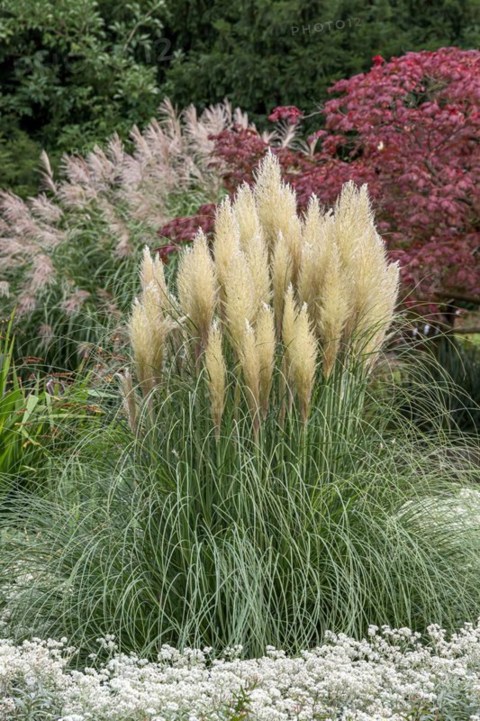 Pampas grass (Cortaderia selloana 'Pumila'), Planten un Blomen Park, Germany