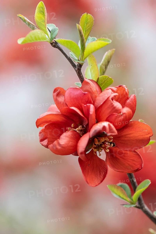 Ornamental quince (Chaenomels japonica), Emsland, Lower Saxony, Germany