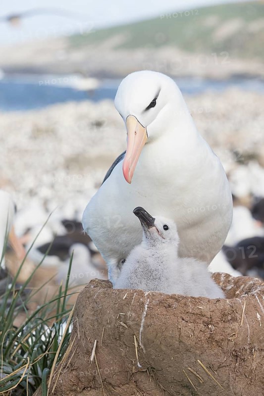 Black-browed Albatross (Thalassarche melanophris) with chick in nest, Steeple Jason Island, Falkland Islands