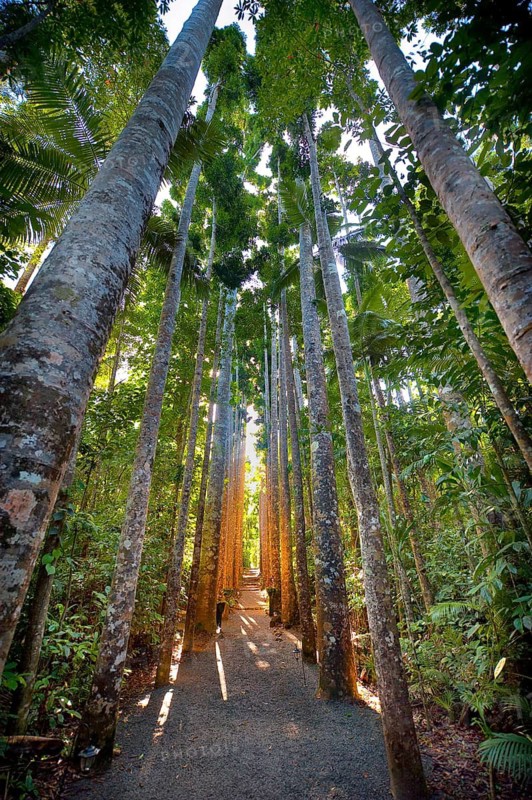 Kauri (Agathis australis) in the evening light, rainforest, forest, tree, tropics, tropical, Paronella Park, Innisfail, Queensland, Australia