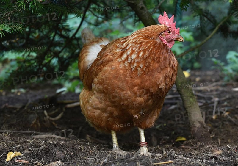 Domestic fowl (Gallus gallus domesticus) foraging in the open, fir tree, Saxony-Anhalt, Germany