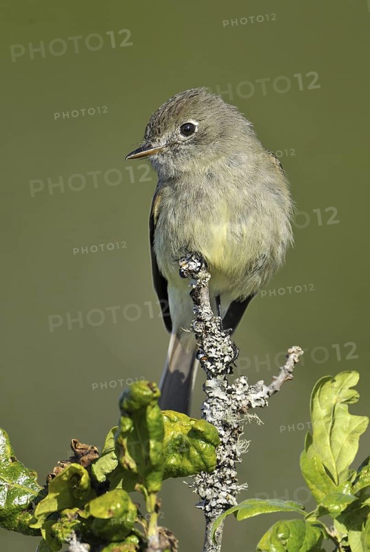 Hammond's Flycatcher (Empidonax hammondii), British Columbia, Canada