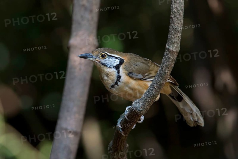 Greater Necklaced Laughingthrush (Garrulax pectoralis), Kaeng Krachan, Thailand