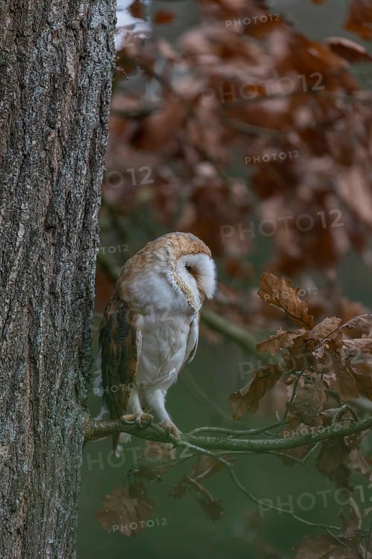 One barn owl (Tyto alba) sitting on a twig of a beech tree with some autumnal coloured leafs