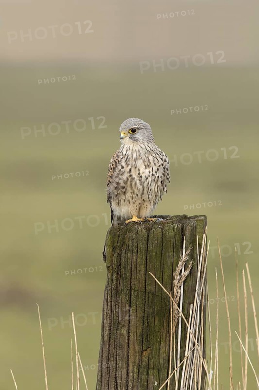 Torenvalk; Common Kestrel; Falco tinnunculus;